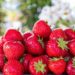 Clafoutis aux fraises et fromage blanc